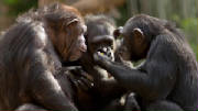 chimpanzees-together.jpg